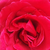 Vörös - Teahibrid rózsa - Pannonhalma